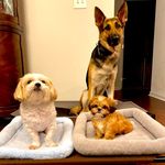 Butterscotch, Bentley & Honey | Shih Tzu & German Shepherd - @ourfurrypack_ - Instagram