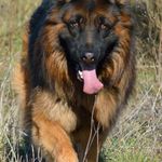 German Shepherd - @honey_germanshepherd.94 - Instagram
