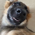 Honey | German Shepherd - @thehoneyimpact - Instagram