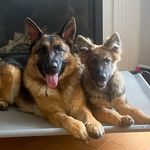 Honey and Bear | The German Shepherds - @honeybearthegsds - Instagram
