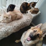 Honey🍯+ Cats😻 - @honey_the_german_shepherd_uk - Instagram