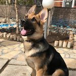 Honey - @honey.german_shepherd - Instagram