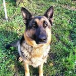 🐾Honey🐾 - @honey.germanshepherd - Instagram