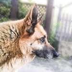 Honey - @honey_germanshepherd - Instagram