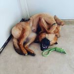 Honey💖 - @honey_germanshepherd_ - Instagram