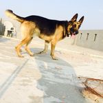 HoNEy - @honey_the_german - Instagram