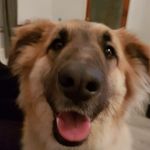 Honey - @honeygermanberger - Instagram