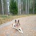 Honey The German Shepard - Facebook