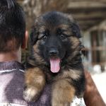 SANDY | HONEY (GSD) - @honey_the_german_shepherd - Instagram