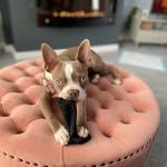 Honey - Gray - @honeydiaries2022 - Instagram