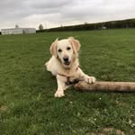 Honey Gray - @honey.retriever_ - Instagram