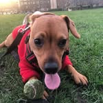Honey Hurst - @honeyhurst_thepatterdale - Instagram