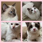 Ragdolls being Ragdolls - @honey.murphy.teddy.ragdolls - Instagram