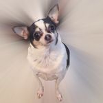 Honey🐶 - @honey._.ramirez - Instagram