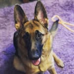 Honey Roberts - @honeypotthedoggo - Instagram