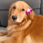HONEY ROY (Girl) 🍯 - @honey_roy_goldenretriever - Instagram