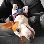 🐾 Honey Suarez Rodriguez 🐾 - @honey_jackrussell - Instagram