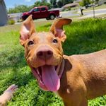 Honey - @honey.walker - Instagram