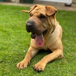 Honey Walker - @sharpei_x_honey - Instagram