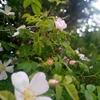 Honey Walker - @hwalker.18 - TikTok