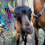 Honey Wall Homestead - @honeywallhomestead - Instagram