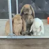 Willow Honey and Winter - @thebuns2021 - TikTok