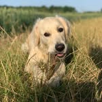 Winter & Honey - @winterandhoneythegoldendoggos - Instagram