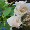 hoa hồng trắng - @hoa_hong_trang_789 - TikTok