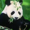 sunhongyanmajun - @sunhongyanmajun - TikTok