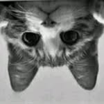 Hongyang Tang - @hongyang.tang.7 - Instagram
