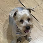 hope beers🐶💖 - @hope4dalife - Instagram