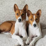 BASENJI✨BLOOM HOPE✨ - @_bloom_hope_ - Instagram