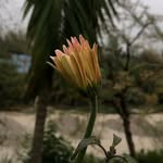 Hope - @hope___________blooming - Instagram