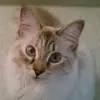 SelenaTheHegchog - @hopeboyd17 - TikTok