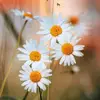 Hope Cameron - @hope.cameron7 - TikTok