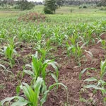 Hope Child Support Uganda - @hopechildsupportug01 - Instagram
