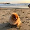 cuddlehope - @cuddlehope - TikTok
