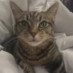 Hope The Cat - @hope.cuddles - Instagram