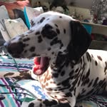 ♡︎ 𝙰𝚗𝚐𝚎𝚕 𝙷𝚘𝚙𝚎 𝙳𝚊𝚛𝚕𝚒𝚗𝚐 ♡︎ - @angel_da_destoyin_pup - Instagram