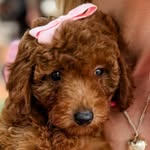 Hope Darling - @howdy_hope - Instagram