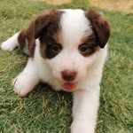 Hope Darling Livingstone - @hope_the_bc - Instagram