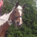 Hope Davison - @hope_davison.riding - Instagram