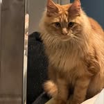 Hope Diamond Maine Coons - @hope_diamond_mainecoons - Instagram