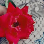 Hope Dickerson - @foxymama151620 - Instagram