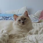 Hope Dougherty - @hopefulragdoll - Instagram
