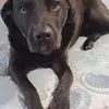 hopedoughertybrow - @hopedoughertybrow - TikTok