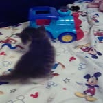 Downey the Kitten - @downey_stark_hope - Instagram