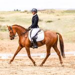 Hope Downing - @hfdsporthorses - Instagram