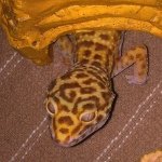Hope Ervin - @leopard_gecko_keeper - Instagram