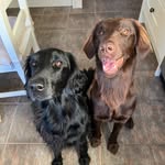 Freya & Hope - @flatties_freya_and_hope - Instagram